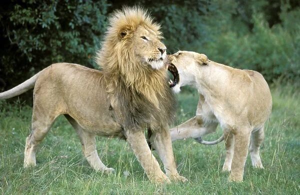 African Lion - male and female - Masai Mara National Reserve - Kenya JFL17053