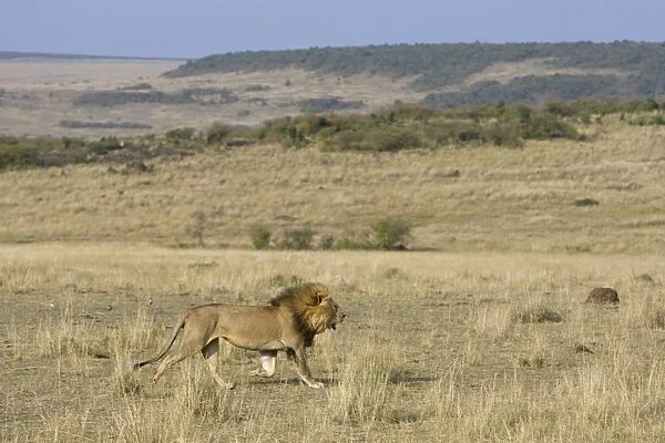African Lion - male - Masai Mara Reserve - Kenya