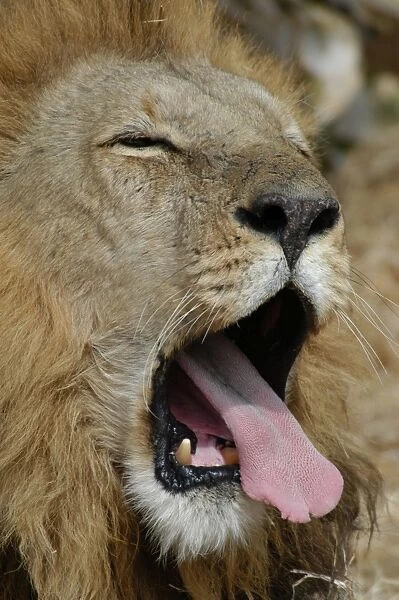 African Lion - Male, yawning Okavango delta, Botswana, Africa