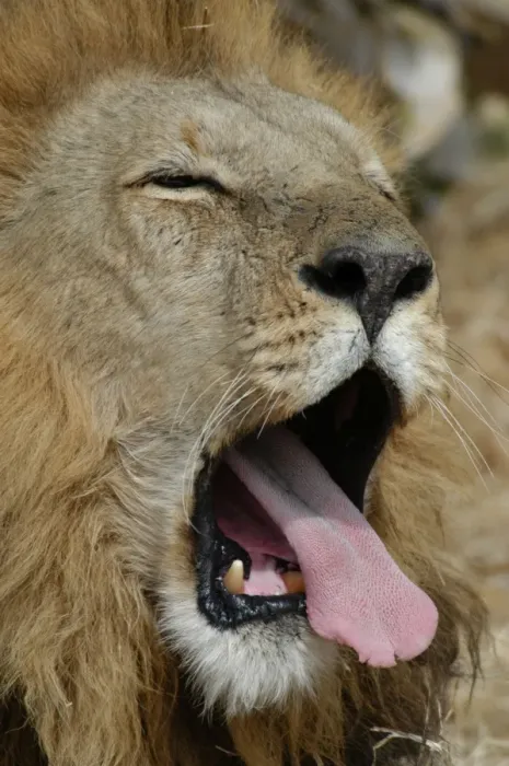 Framed Print : African Lion - Male, yawning Okavango delta, Botswana, Africa Framed Print : African Lion - Male, yawning Okavango delta, Botswana, Africa