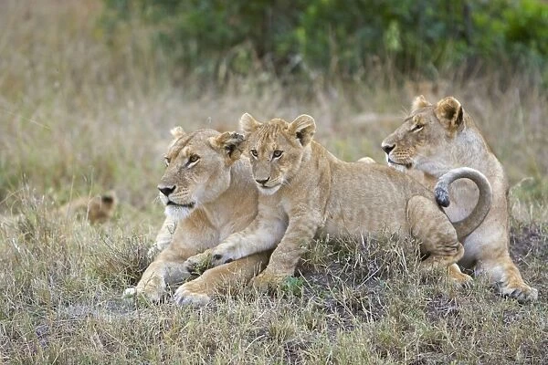 African Lion - mother and 4-5 month old cub - Masai Mara Reserve - Kenya