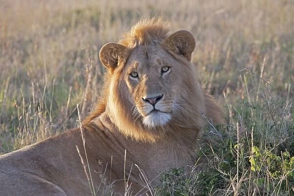 African Lion - North Mara Reserve Kenya