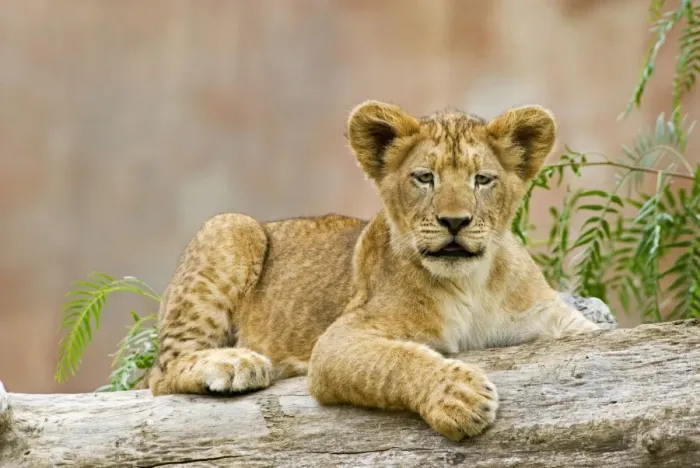 Framed Print : African Lion (Panthera leo) Framed Print : African Lion (Panthera leo)