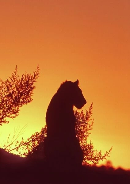 African Lion silhouette - Lions stir, as the sun sets, from conserving energy during the heat of the day Moremi, Botswana, Africa