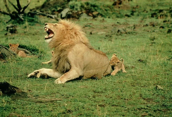 African Lion - Single male roaring with cub biting rump