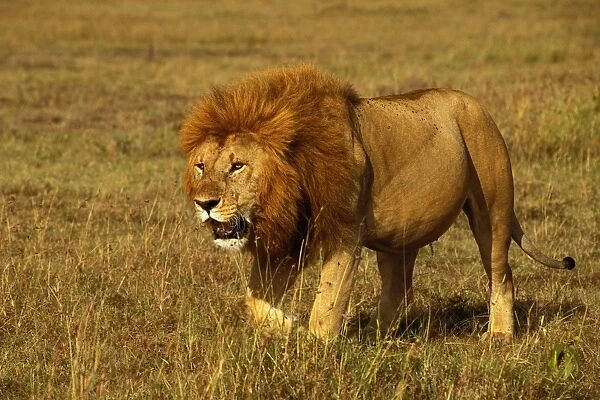 African Lion - Stalking - Maasai Mara National Reserve - Kenya - Africa JFL06612