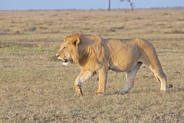 African Lion - Walking on savannah plains (Note belly after feeding) North Mara Reserve Kenya Africa