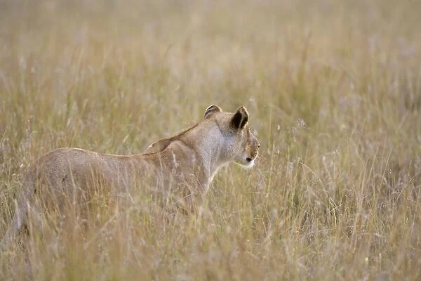African Lion - watching prey in long grass - Masai Mara Reserve - Kenya