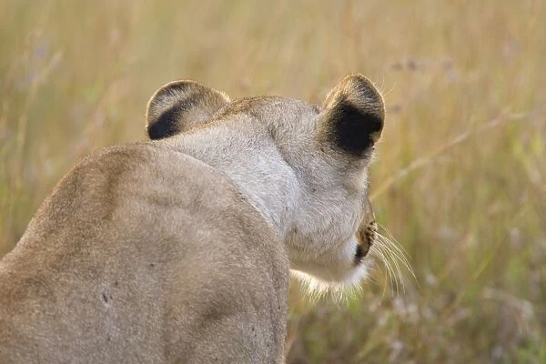 African Lion - watching prey in long grass - Masai Mara Reserve - Kenya