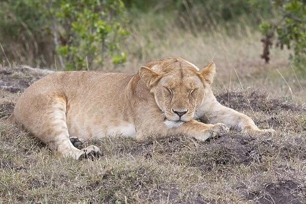 African Lioness - Sleeping - North Mara Reserve Kenya