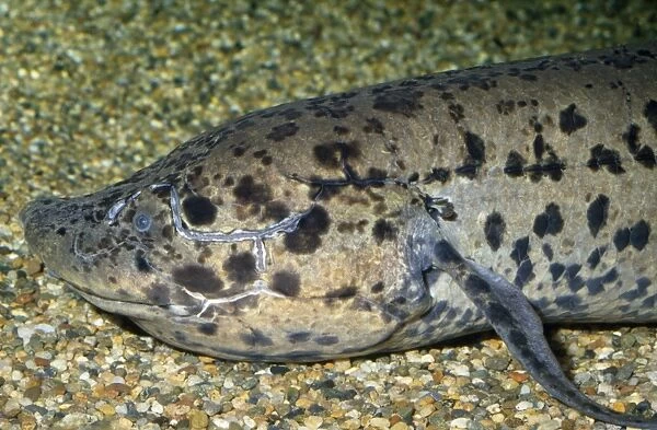 African Lungfish - ponds of central and West Africa (Lepidosirenidae)