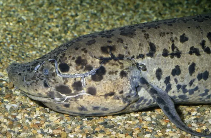 Framed Print : African Lungfish - ponds of central and West Africa (Lepidosirenidae) Framed Print : African Lungfish - ponds of central and West Africa (Lepidosirenidae)