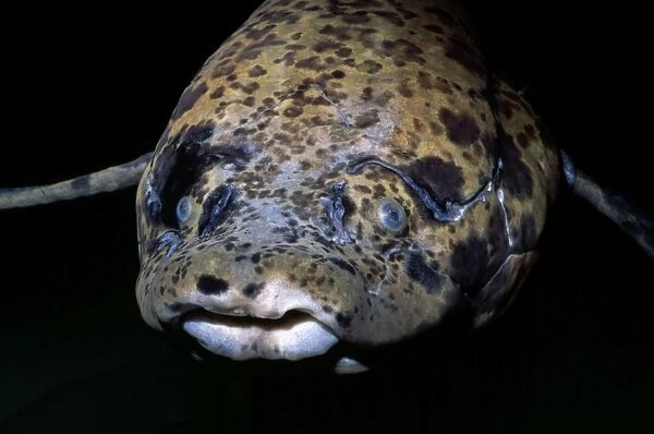 African Lungfish - ponds and swamps of East Africa