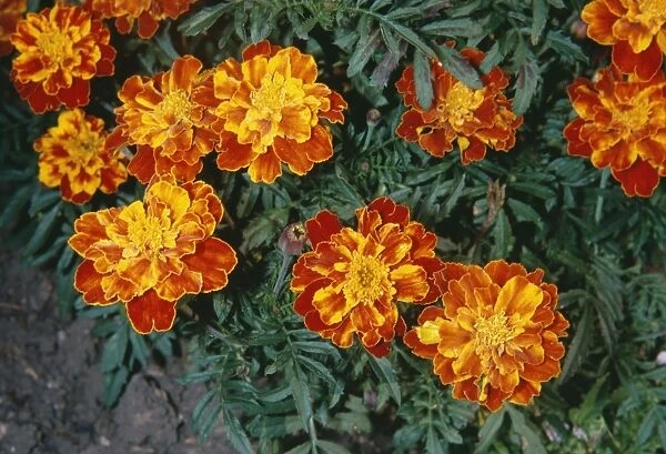 African Marigold LB 866 Close-up Tagetes erecta Smiles, Asteraceae © I & L Beames  /  ARDEA LONDON