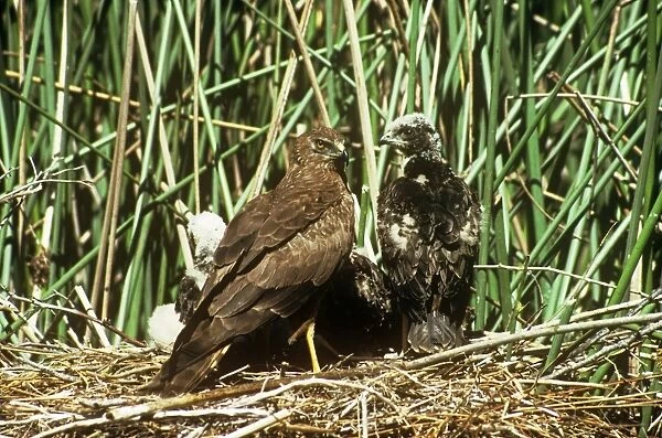 African Marsh Harrier - with chicks at nest