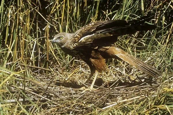 African Marsh Harrier - at nest
