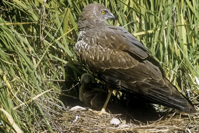 Framed Print : African Marsh Harrier - shielding chicks from sun at nest Framed Print : African Marsh Harrier - shielding chicks from sun at nest