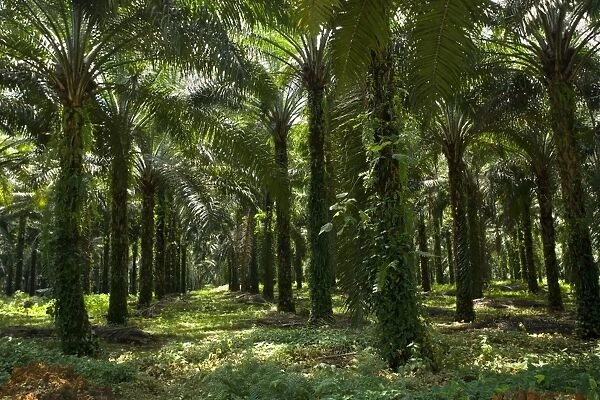 African oil palm plantation - industrially used palm oil plantation in a remote area in Sumatra - near Bohorok, Sumatra, Indonesia