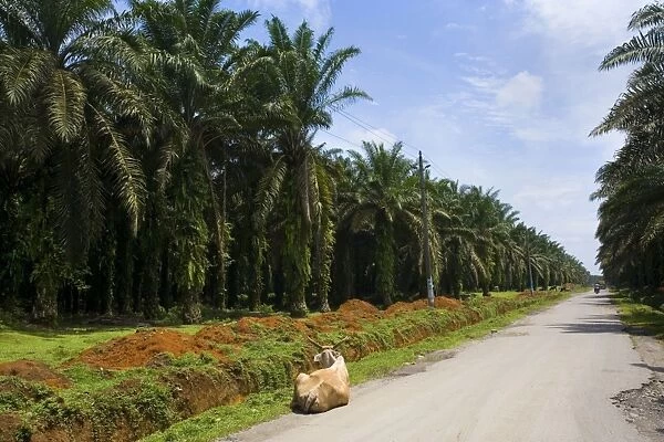 African oil palm plantation - industrially used palm oil plantations extend endlessly along a roadside in a remote area in Sumatra - near Bohorok, Sumatra, Indonesia