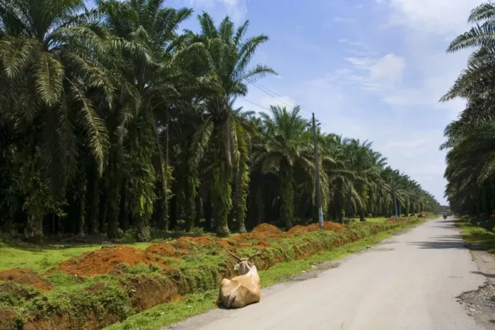 Framed Print : African oil palm plantation - industrially used palm oil plantations extend endlessly along a roadside in a remote area in Sumatra - near Bohorok, Sumatra, Indonesia Framed Print : African oil palm plantation - industrially used palm oil plantations extend endlessly along a roadside in a remote area in Sumatra - near Bohorok, Sumatra, Indonesia