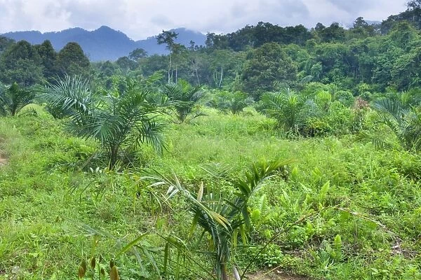 African oil palm plantation - another precious segment of tropical rainforest has been cut to change it into a palm oil plantation. This is a young plantation right at the border to Gunung Leuser National Park