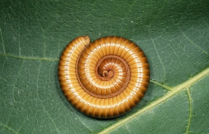 Framed Print : African Oive Millipede Framed Print : African Oive Millipede