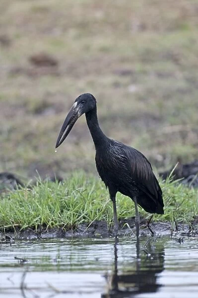African Openbill  /  Openbilled Stork - standing in water - Chobe River - Botswana