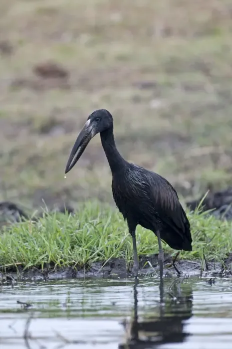Framed Print : African Openbill / Openbilled Stork - standing in water - Chobe River - Botswana Framed Print : African Openbill / Openbilled Stork - standing in water - Chobe River - Botswana