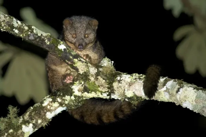 Framed Print : African Palm Civet - adult on a tree branch - Nyungwe - Rwanda - Africa Framed Print : African Palm Civet - adult on a tree branch - Nyungwe - Rwanda - Africa
