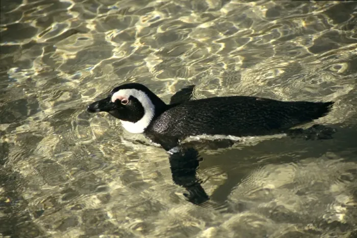 Framed Print : African Penguin - swimming Framed Print : African Penguin - swimming