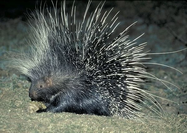 African Porcupine at night - South Luangwa National Park, Zambia, Africa