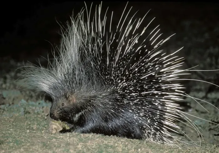 Framed Print : African Porcupine - at night - South Luangwa National Park - Zambia Framed Print : African Porcupine - at night - South Luangwa National Park - Zambia