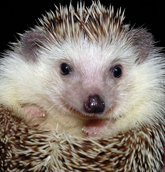 African Pygmy Hedgehog - a domesticated form of the White-bellied Hedgehog