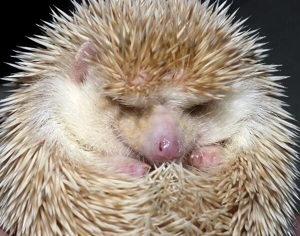 African Pygmy Hedgehog - a domesticated form of the White-bellied Hedgehog - Blonde variety