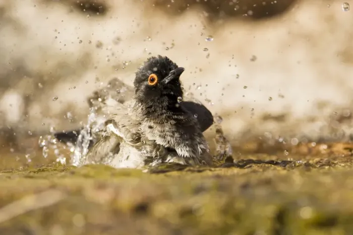 Framed Print : African Red Eyed Bulbul - Bathing in a puddle Damaraland-North Western Namibia-Africa Framed Print : African Red Eyed Bulbul - Bathing in a puddle Damaraland-North Western Namibia-Africa