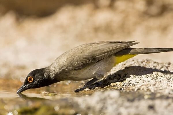 African Red Eyed Bulbul - Drinking from a puddle- Damaraland-North Western Namibia-Africa