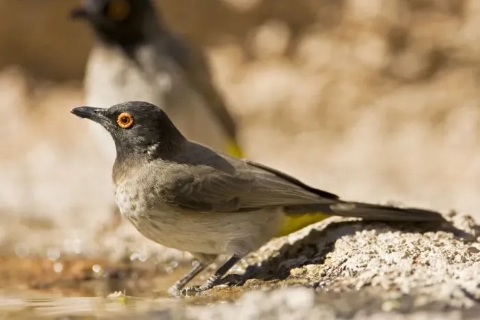 Framed Print : African Red Eyed Bulbul-Drinking from a puddle- Damaraland-North Western Namibia-Africa Framed Print : African Red Eyed Bulbul-Drinking from a puddle- Damaraland-North Western Namibia-Africa