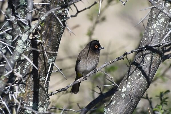 African Red-eyed Bulbul. Mountain Zebra National Park, Eastern Cape, South Africa