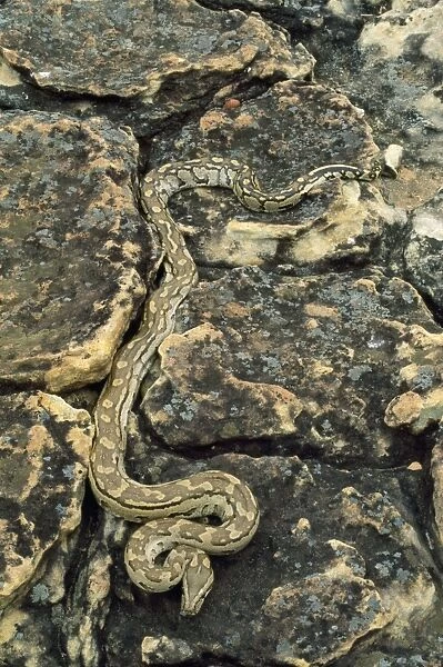 African Rock Python Zimbabwe, Africa