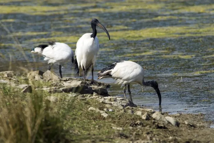 Framed Print : African Sacred Ibis. Andries Vosloo Kudu Reserve, nr Grahamstown, Eastern Cape, South Africa Framed Print : African Sacred Ibis. Andries Vosloo Kudu Reserve, nr Grahamstown, Eastern Cape, South Africa