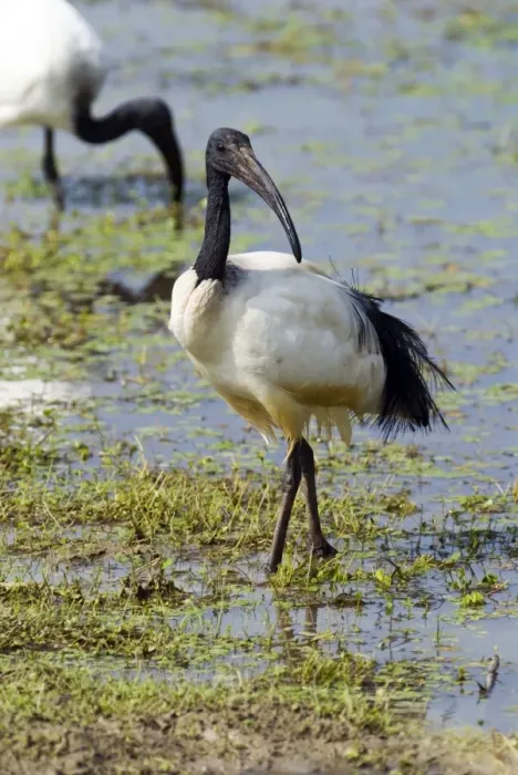 Framed Print : African Sacred Ibis - Andries Vosloo Kudu Reserve, nr Grahamstown, Eastern Cape, South Africa Framed Print : African Sacred Ibis - Andries Vosloo Kudu Reserve, nr Grahamstown, Eastern Cape, South Africa