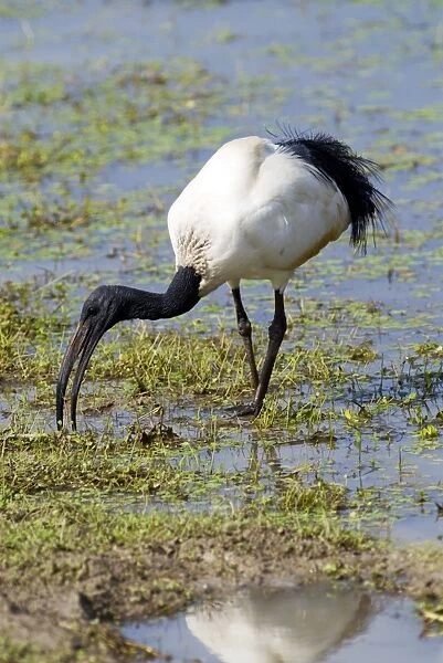 African Sacred Ibis foraging at edge of pan. Andries Vosloo Kudu Reserve, nr Grahamstown, Eastern Cape, South Africa