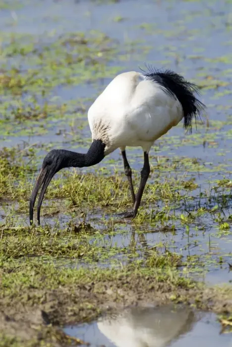 Framed Print : African Sacred Ibis foraging at edge of pan. Andries Vosloo Kudu Reserve, nr Grahamstown, Eastern Cape, South Africa Framed Print : African Sacred Ibis foraging at edge of pan. Andries Vosloo Kudu Reserve, nr Grahamstown, Eastern Cape, South Africa