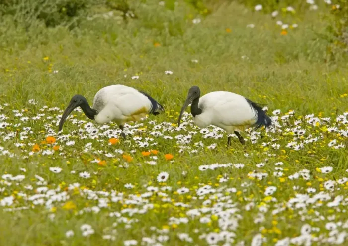 Framed Print : African Sacred Ibis - pair feeding in flowery pasture at Postberg, West Coast National Partk, South Africa Framed Print : African Sacred Ibis - pair feeding in flowery pasture at Postberg, West Coast National Partk, South Africa
