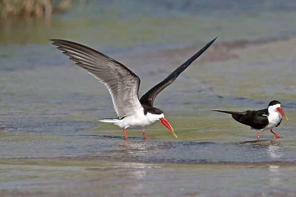 African Skimmer - pair standing in shallow water - one with wings raised - Okavango River - Botawana