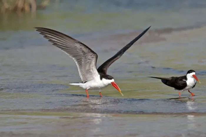 Framed Print : African Skimmer - pair standing in shallow water - one with wings raised - Okavango River - Botawana