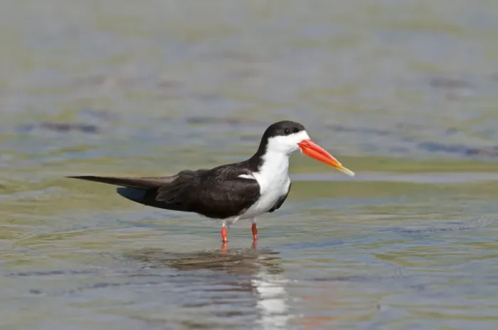 Framed Print : African Skimmer - standing in water - Okavango River - Botawana Framed Print : African Skimmer - standing in water - Okavango River - Botawana