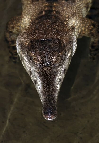 African Slender-nosed Crocodile