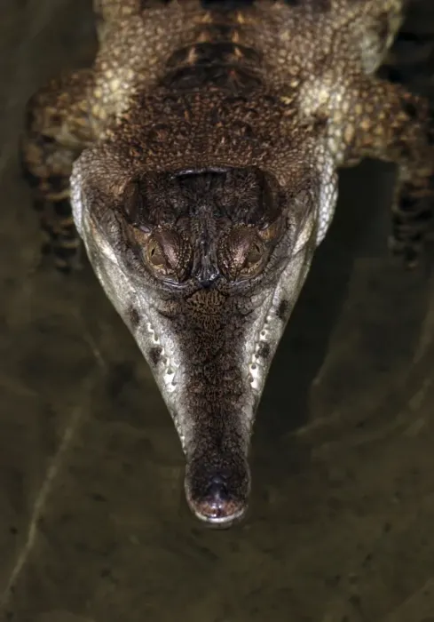 Framed Print : African Slender-nosed Crocodile Framed Print : African Slender-nosed Crocodile