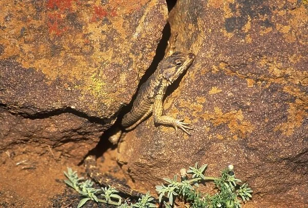 African Spiny-tailed  /  Karoo Girdled Lizard - on rock